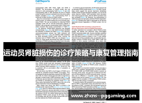 运动员肾脏损伤的诊疗策略与康复管理指南 运动员肾脏损伤的诊疗策略与康复管理指南